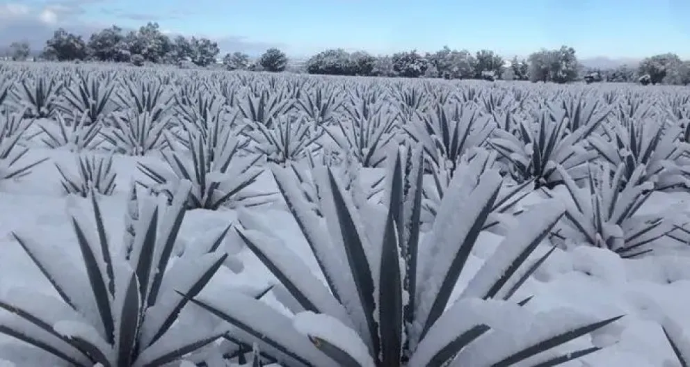 ¿En qué lugares de Jalisco es posible ver nieve? 