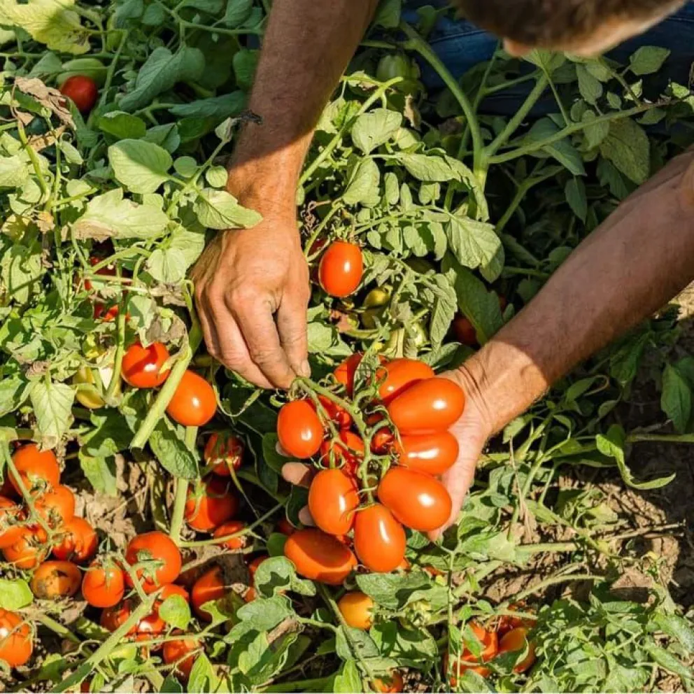 Con la producción de tomate local empieza a bajar el precio nacional del producto