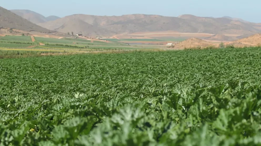 La desalinización del agua futuro de la Agricultura.