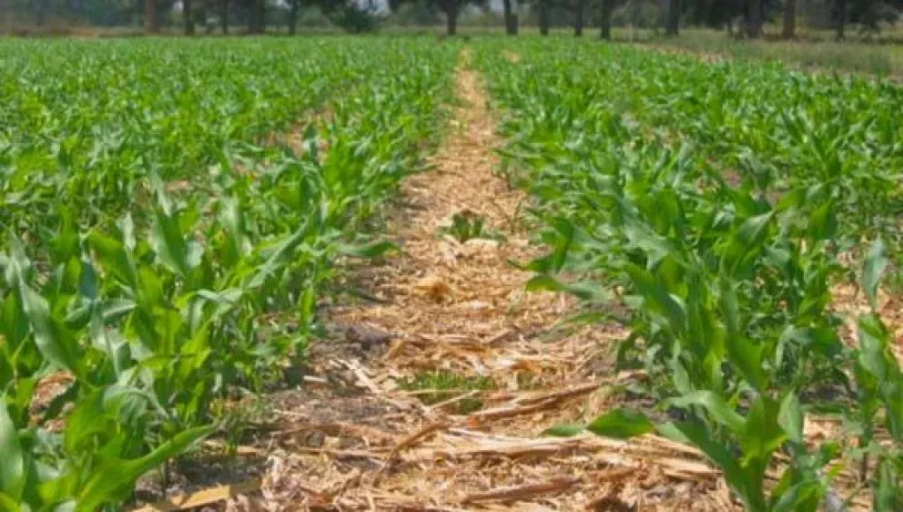Agricultura de conservación propuesta sustentable para Sinaloa