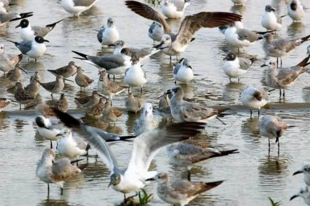 Investigadores buscan conservar las aves playeras en Sinaloa.