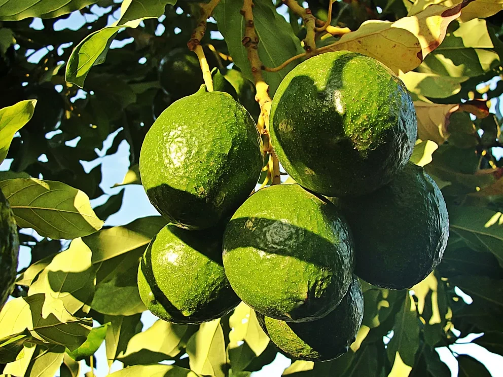 Cambio de mercado, EDOMEX exporta aguacate a Canadá y España.