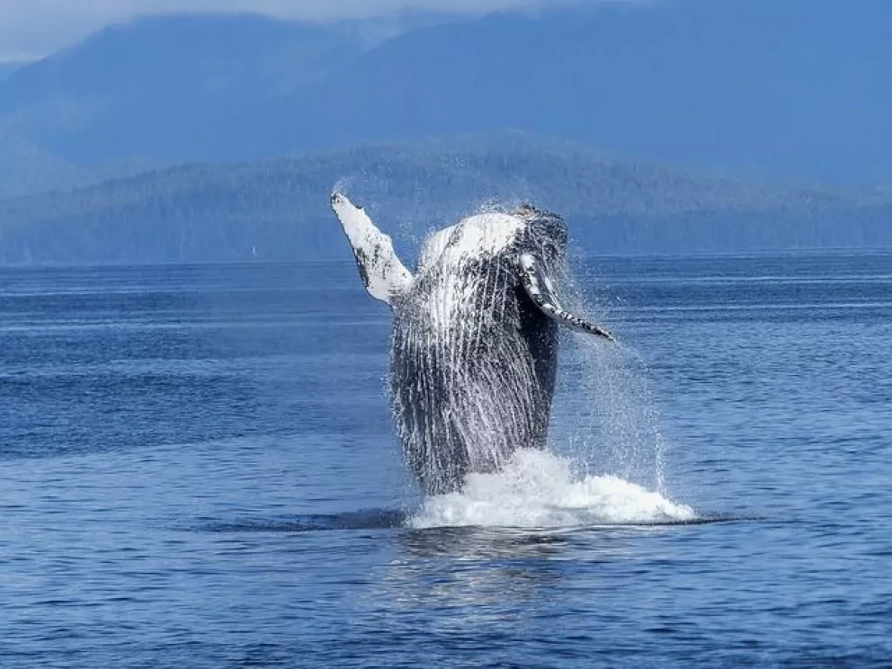 Profepa participa en rescate de ballena jorobada en Mazatlán, Sinaloa