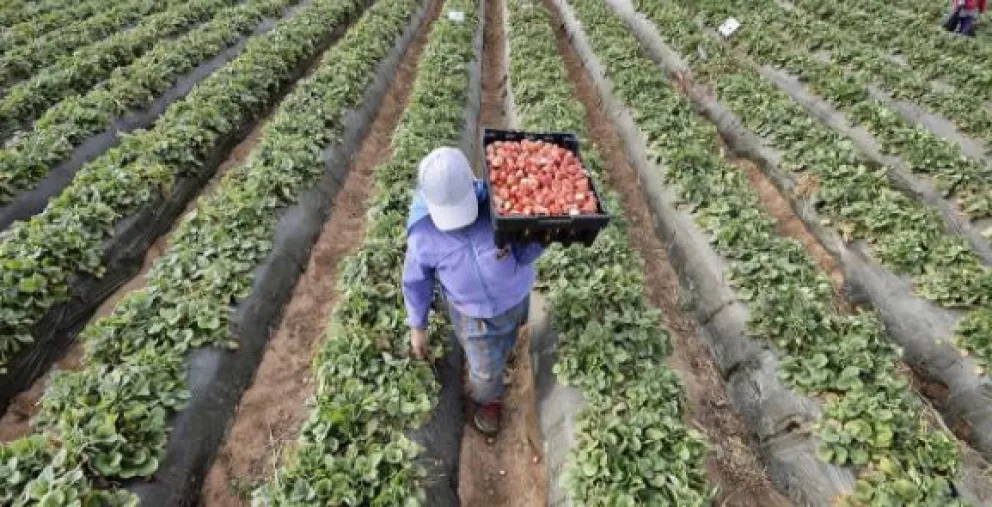 México registra superávit agroalimentario por 6 años consecutivos