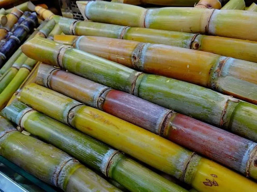 Alumnos obtienen plástico biodegradable del bagazo de caña de azúcar