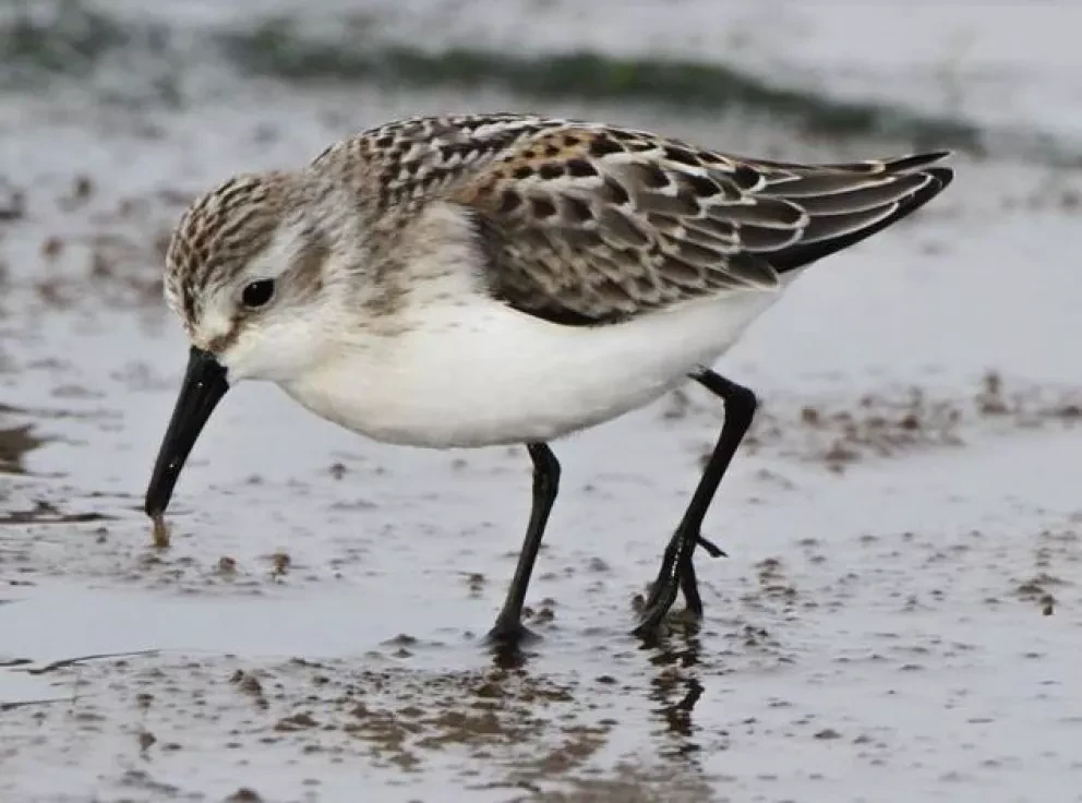 El Playero Occidental (Calidris mauri), su sitio de reproducción en la tundra