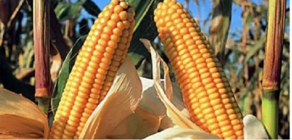 Maíz blanco de Sinaloa llegará hasta China