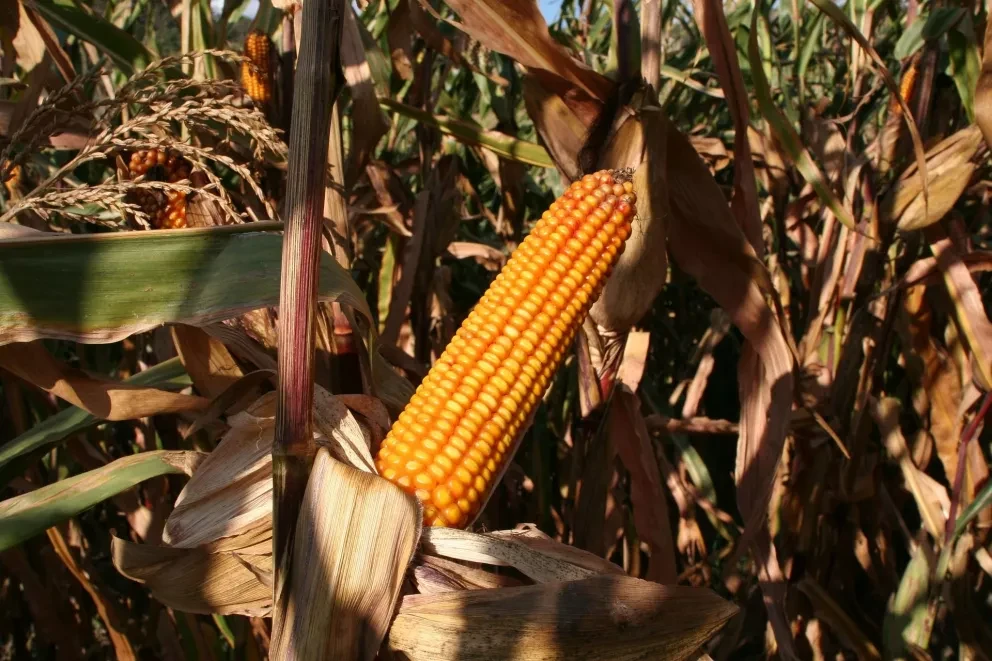 Bioinsecticida contra plaga de Maíz patentado por Científicos de UNAM