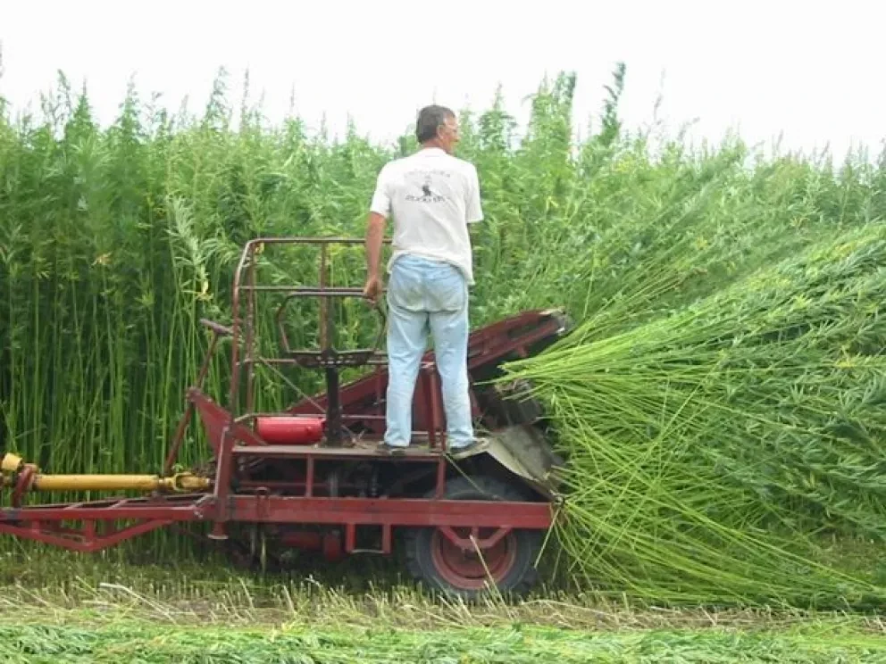 La marihuana es más útil que una fumada