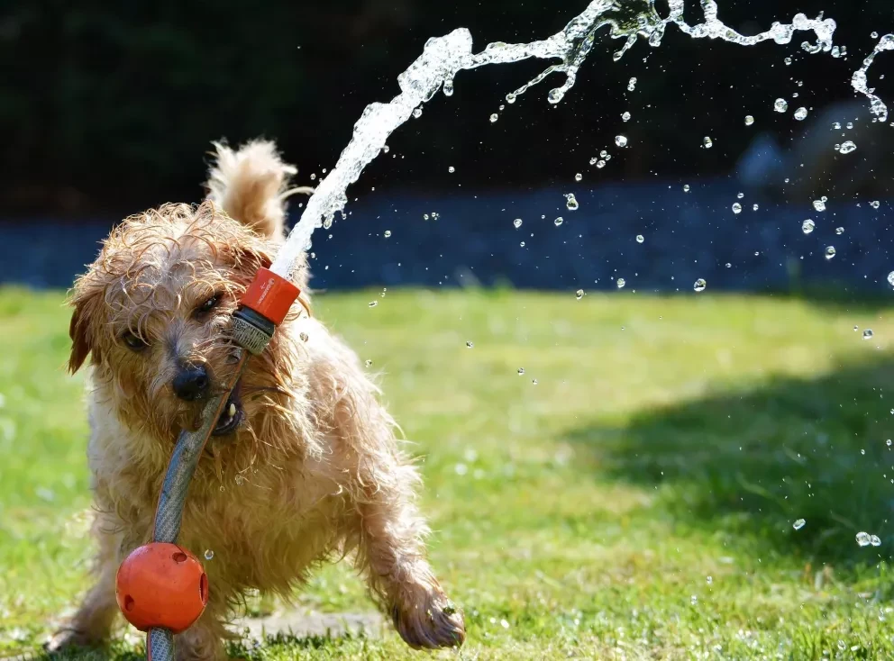 Pasea a tu perro en el nuevo Parque canino de Culiacán