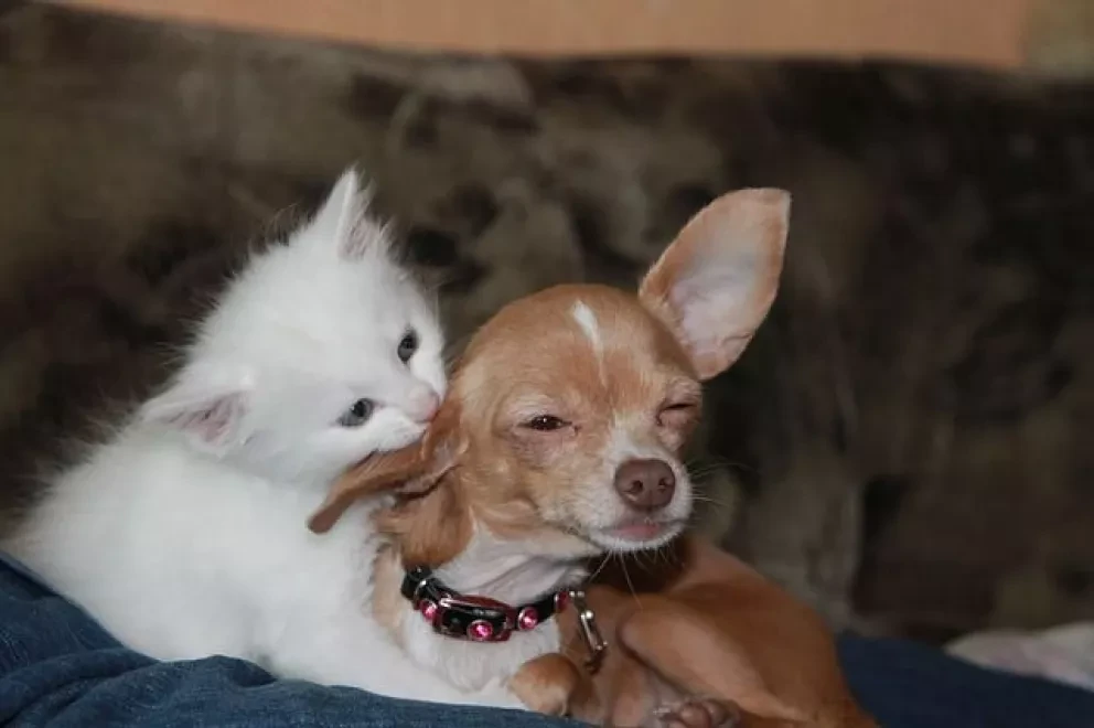 En México hay más de 25 millones de mascotas; es el mercado más grande en LA