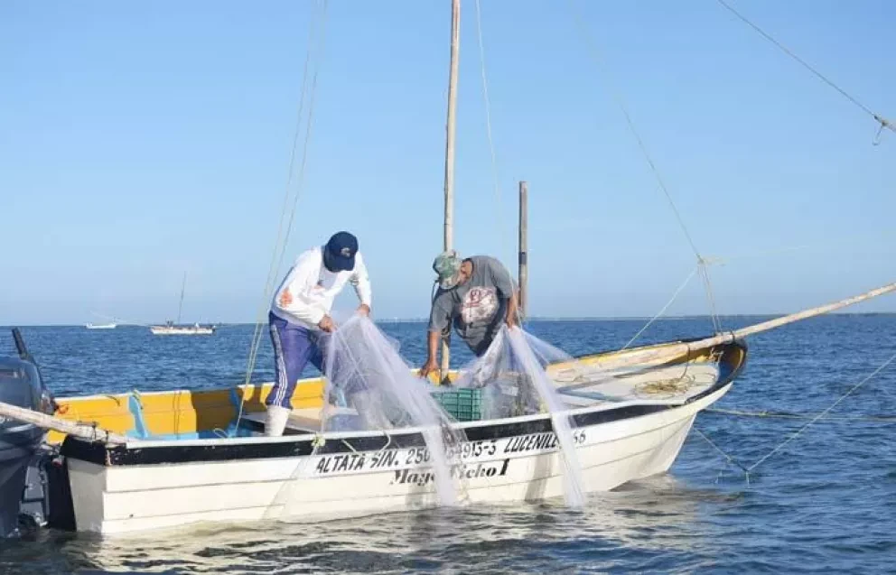 Las redes suriperas para la pesca de camarón en Sinaloa