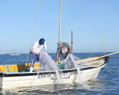 Las redes suriperas para la pesca de camarón en Sinaloa