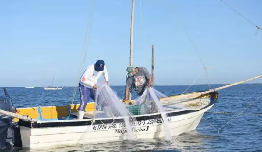 Las redes suriperas para la pesca de camarón en Sinaloa