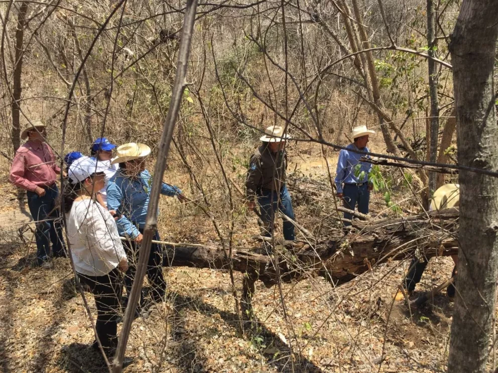 Un millón de árboles en cuenca de Sanalona