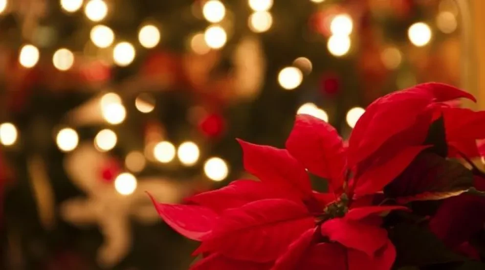 Flor de Nochebuena, de México para el mundo