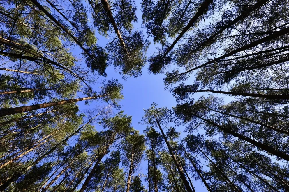 El estado de los Bosques en Sinaloa es bueno según el ICoFE.