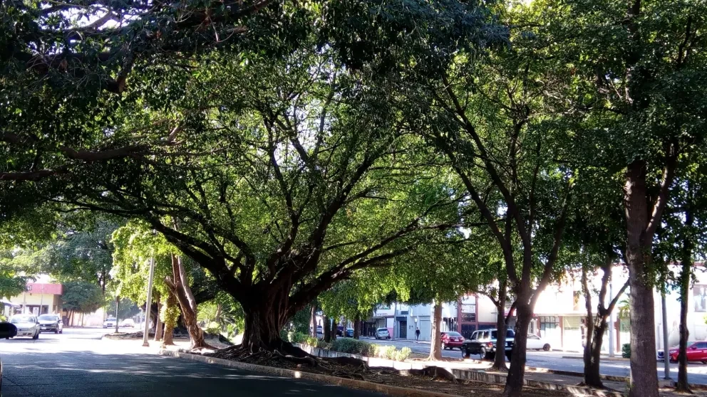 Es realmente impresionante mi árbol favorito Gladys Obeso