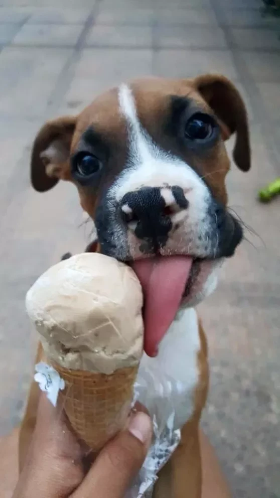 Primer heladería canina en CDMX