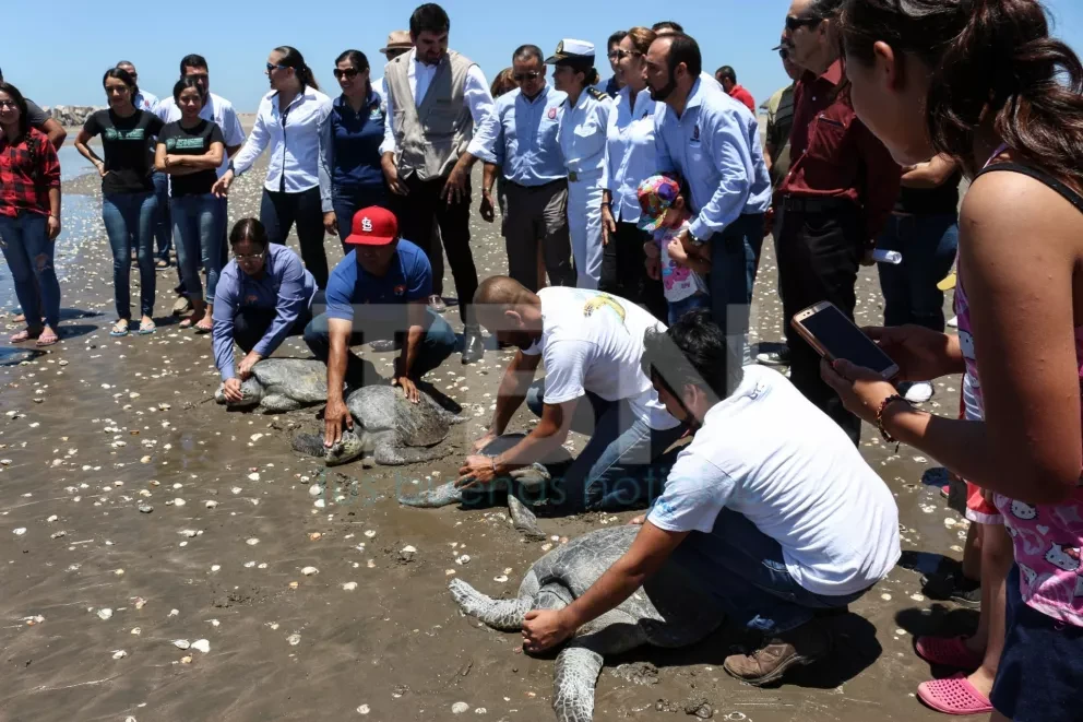 Liberan tortugas rehabilitadas en Las Glorias.