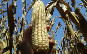 Producción de maíz holístico da ganancias en Sinaloa