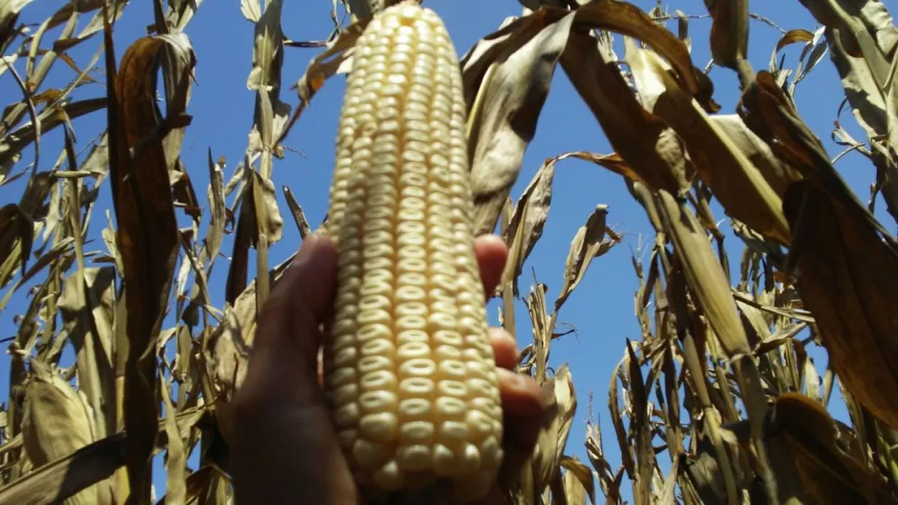 Producción de maíz holístico da ganancias en Sinaloa