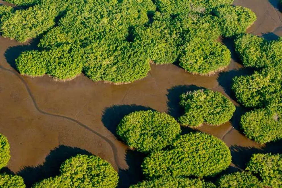 Los manglares y sus servicios ambientales