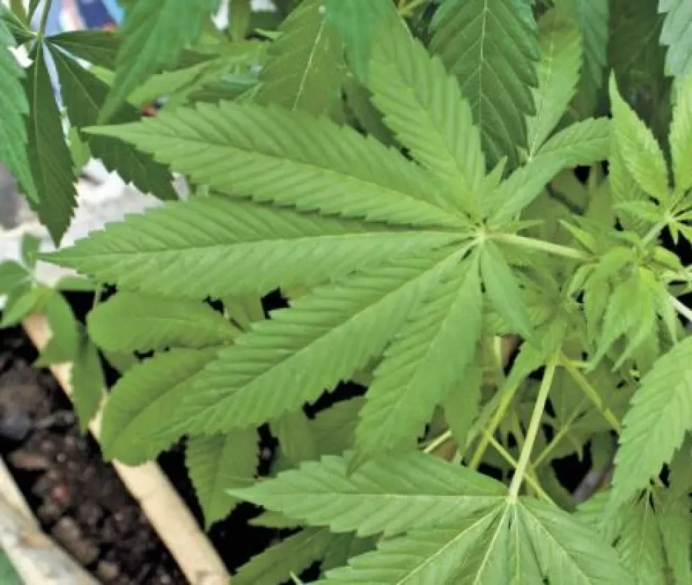 Senado de México aprueba despenalización de marihuana de forma integral