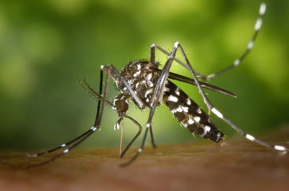 México, Brasil y Filipinas aprueban vacuna contra el Dengue