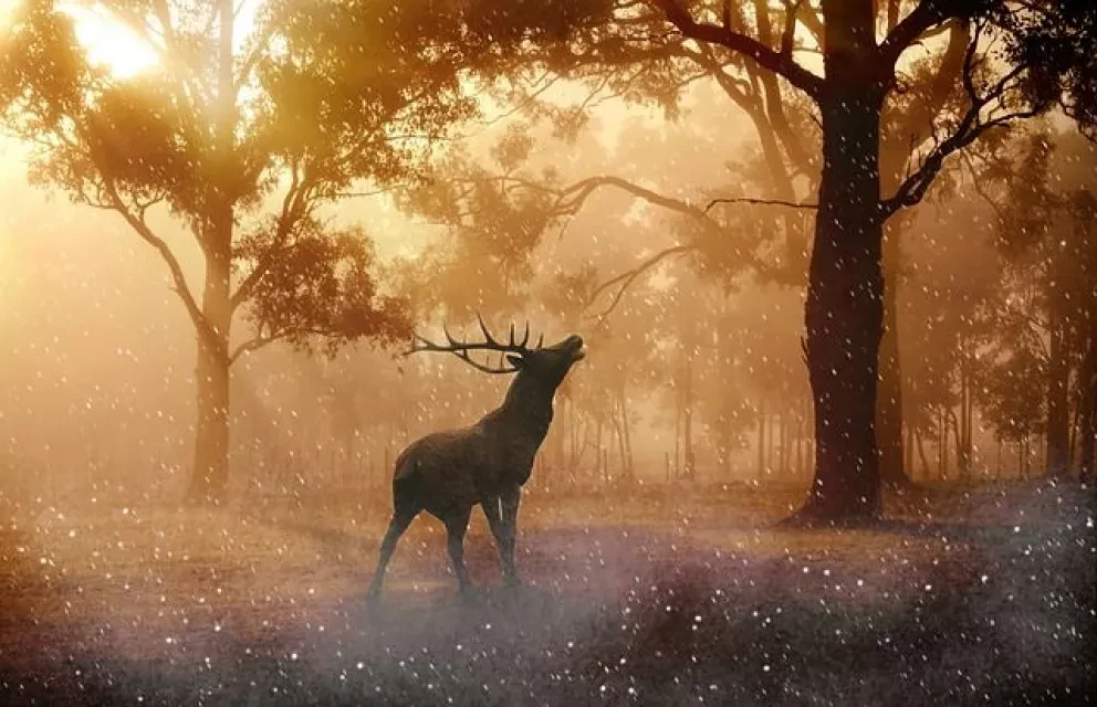 México Unido con la Naturaleza. WWF 2016-2026.