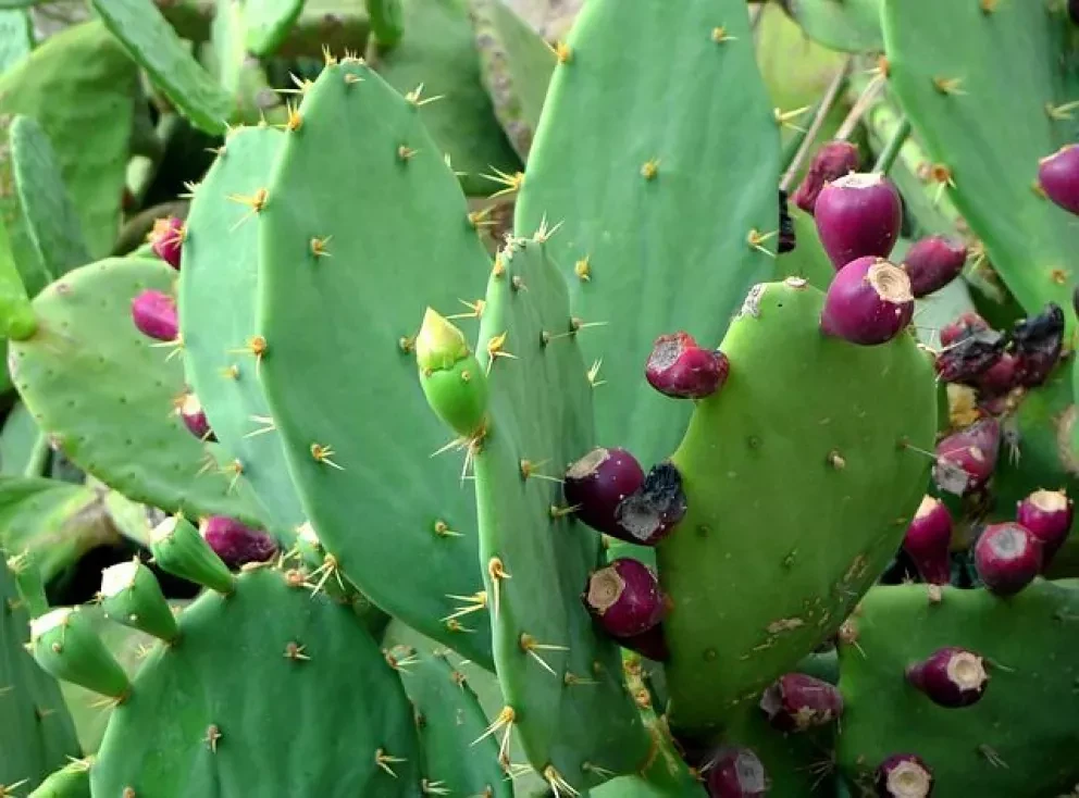Con baba de nopal 3 mujeres potabilizan agua y representan a México en Europa