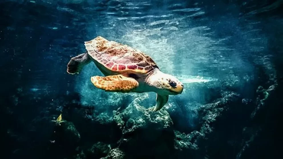 Autoridades re-ubican más de mil huevos de tortuga en Sinaloa