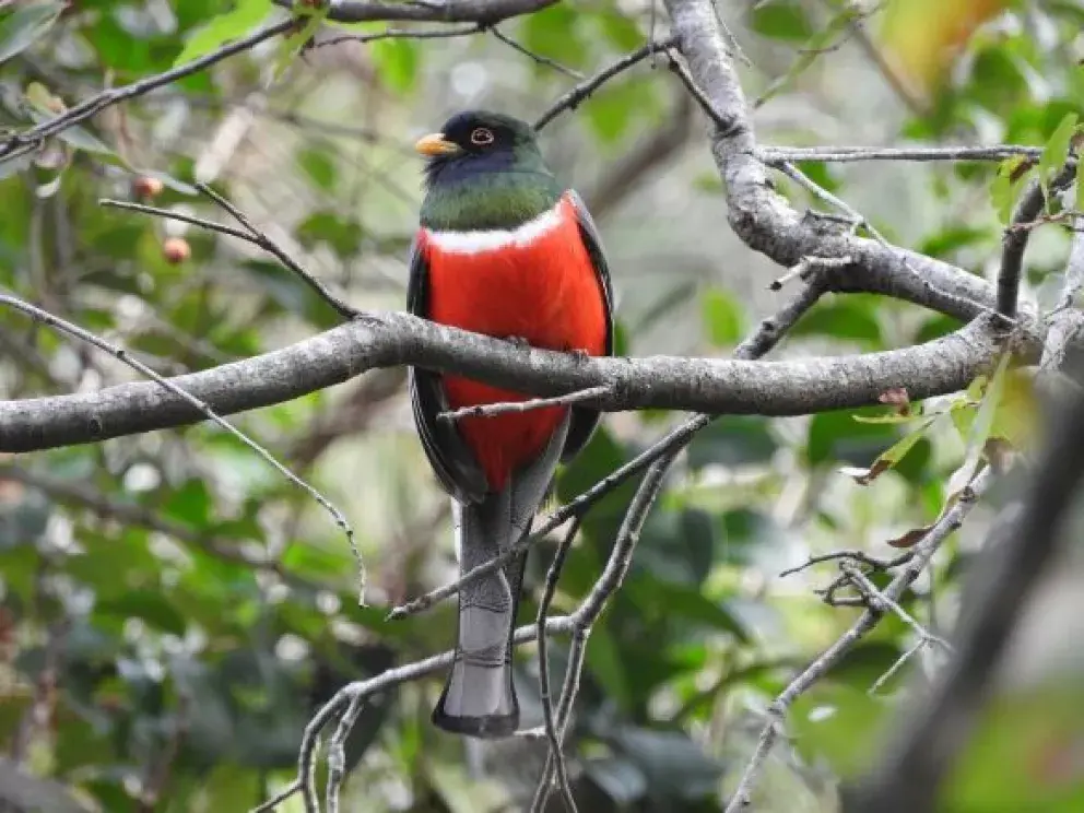 El Pájaro bandera, con identidad nacionalista