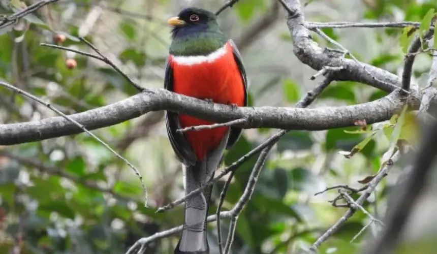 El Pájaro bandera, con identidad nacionalista