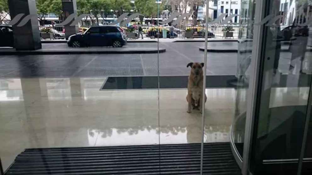 Bella historia Adopta el perro callejero que estaba esperando frente a su hotel