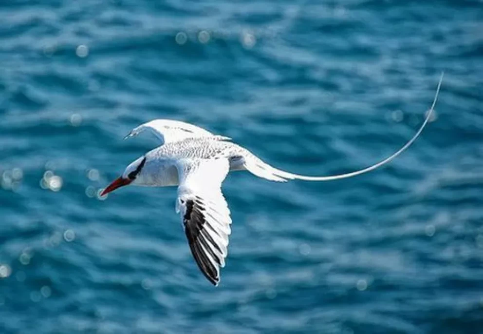 El rabijunco huésped distinguido de Isla Farallón Sinaloa