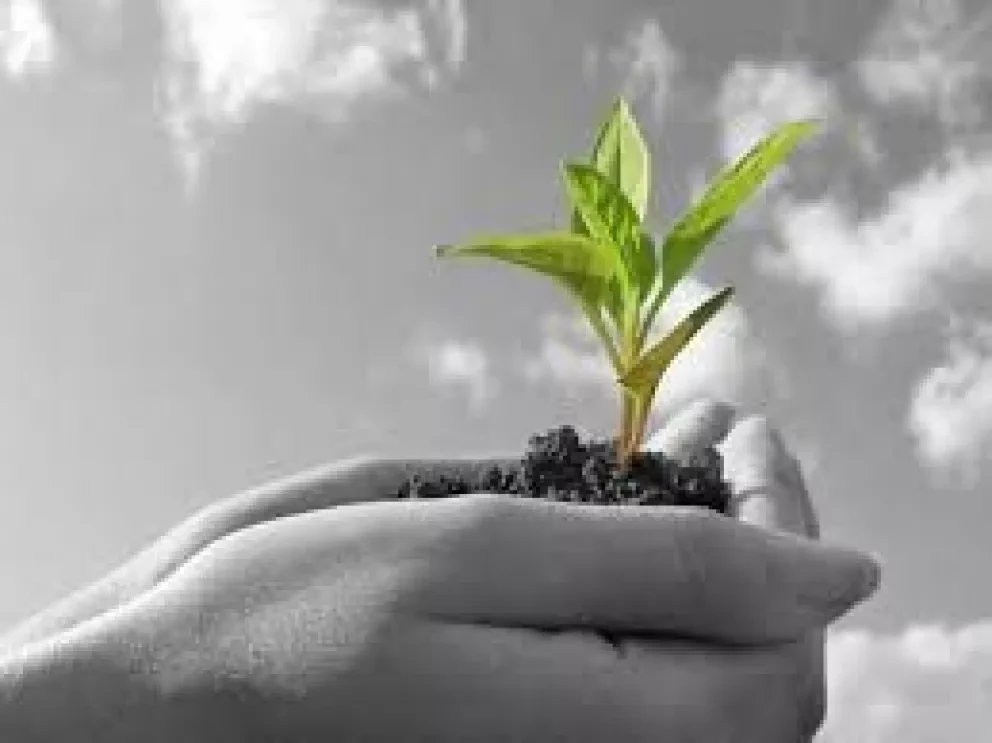 México con el mejor programa de reforestación del mundo