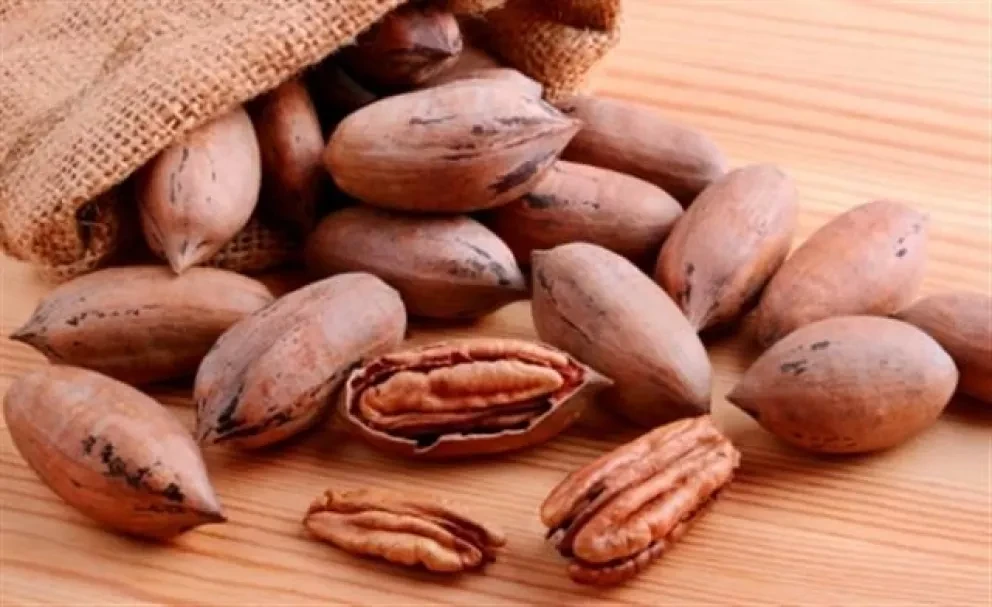 Nuez pecanera mexicana distinción de las navidades