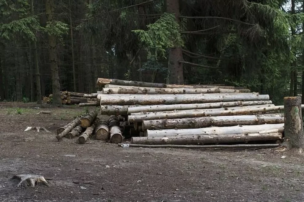El manejo sustentable de bosques y selvas en México