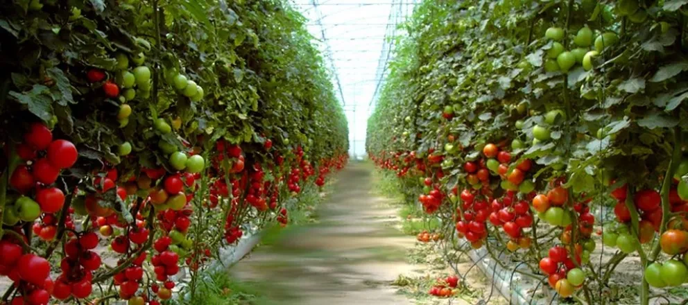 Septiembre inicio de la temporada hortícola de Sinaloa