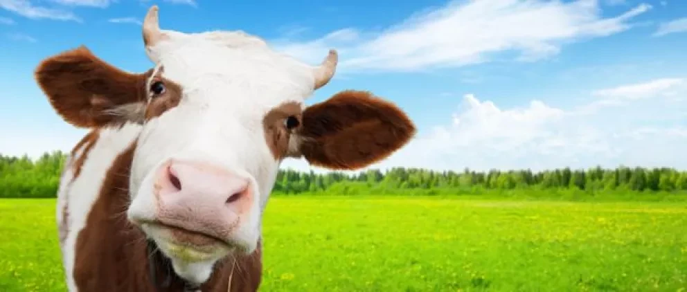 México Séptimo productor mundial de carne de res