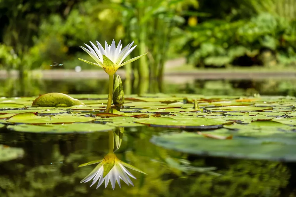 Jardín Botánico Culiacán dentro de los 16 mejores del Mundo.