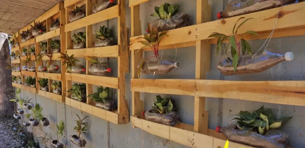 Muros ecológicos en Culiacán por Jóvenes Stasac