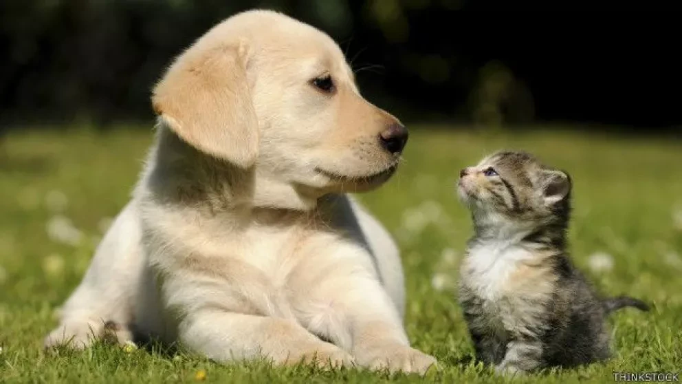 Cuida de tu mascota en tiempo de Covid