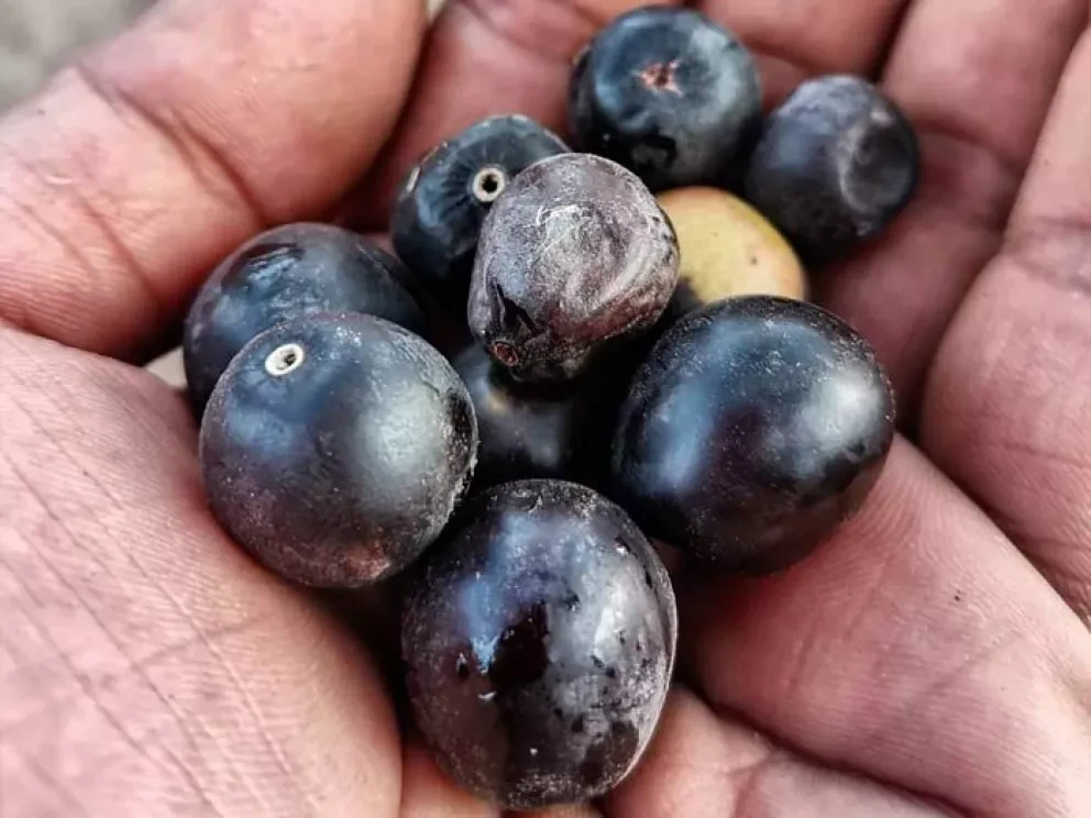 Conoce la Uvalama o “Igualama” un árbol frutal y medicinal en Sinaloa