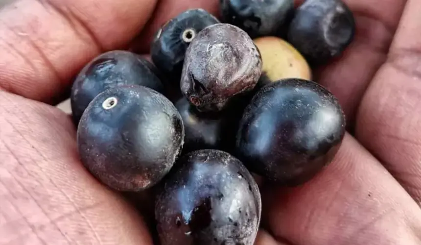 Conoce la Uvalama o “Igualama” un árbol frutal y medicinal en Sinaloa