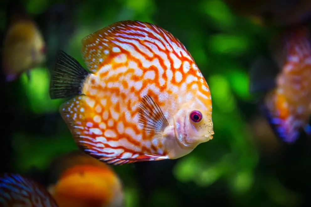 Un pez muy sabiondo: descubren que sabe sumar y restar