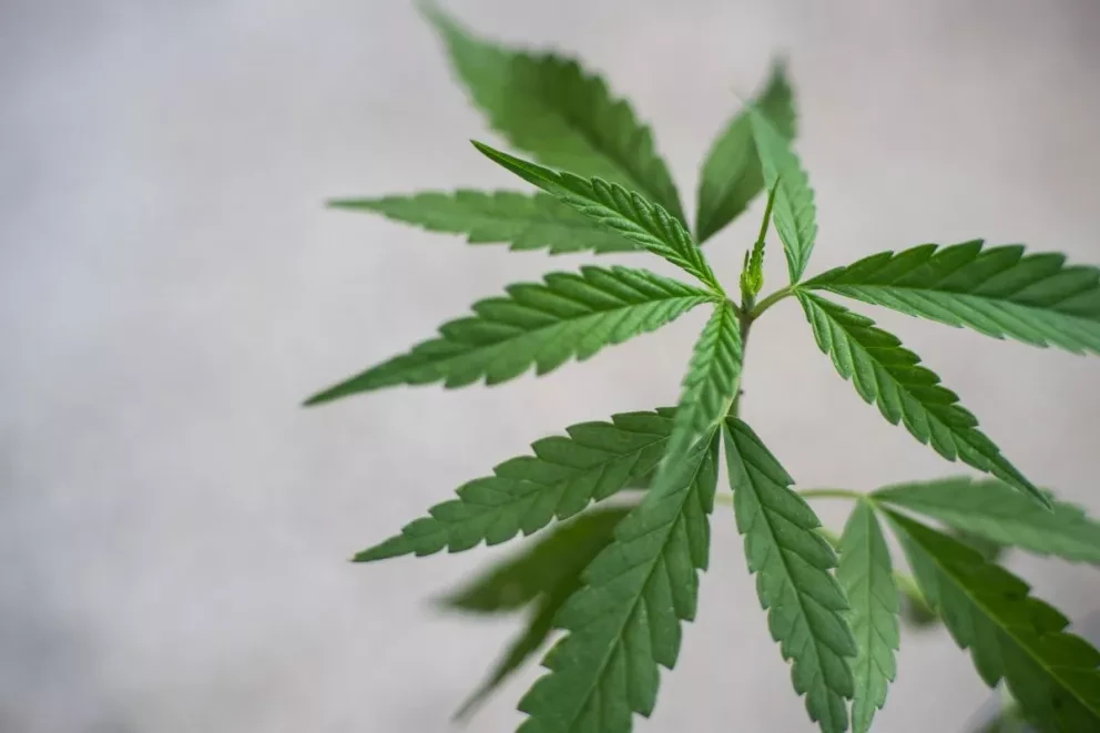 Anicann: mercado de marihuana en México sería de 5,000 mdd
