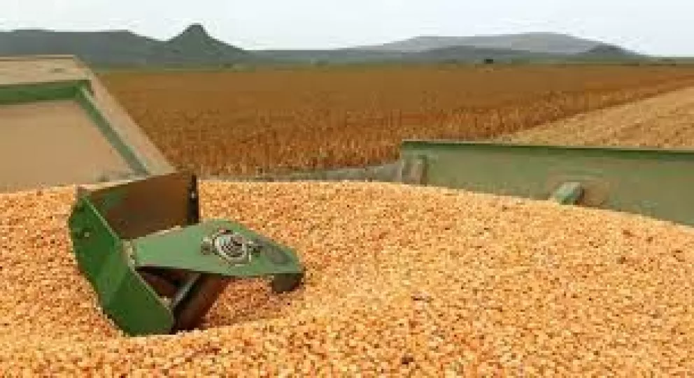 4 mil agricultores de Sinaloa adquieren coberturas para maíz