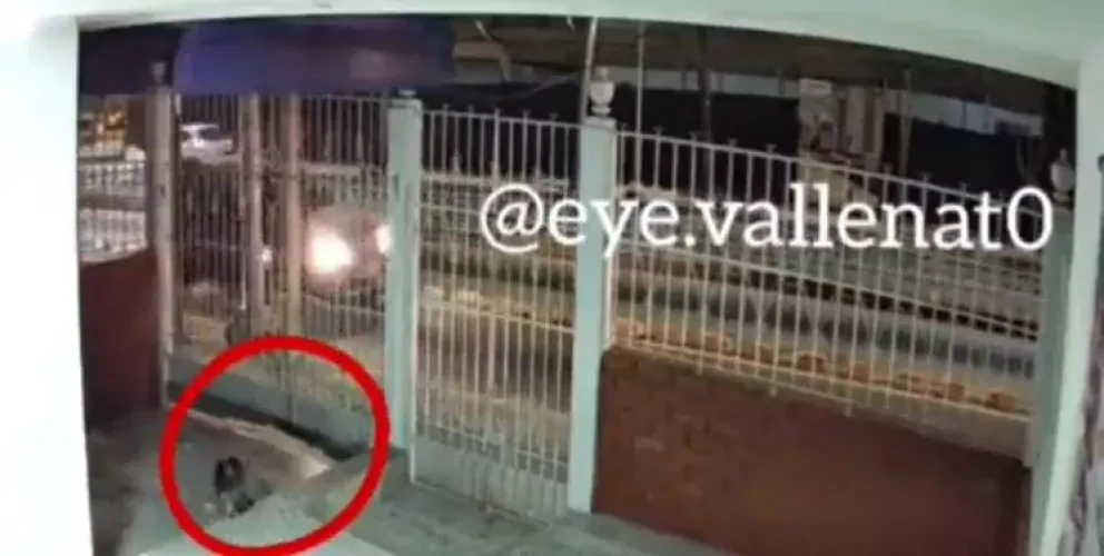 VIDEO. Familia grita y llora de felicidad al ver que su perro regresó a casa